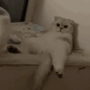 大腚视频色大腚
